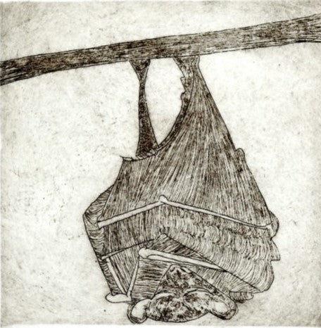 La Chauve-souris - Série les hibernés